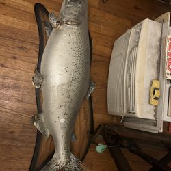 Big Taxidermy Fish 