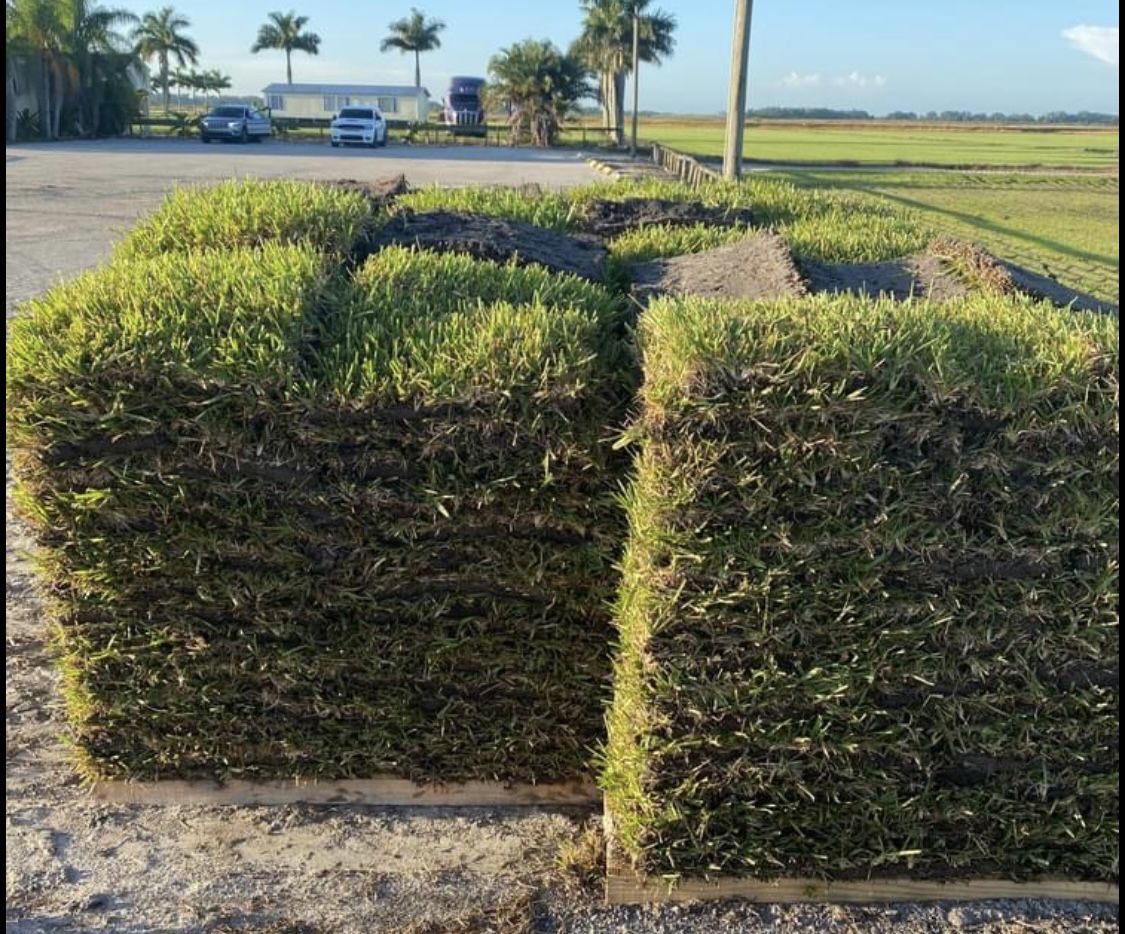 FRESH CUT ST AUGUSTINE SOD