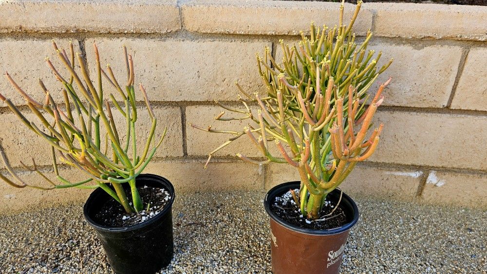 Pencil Cactus - Euphorbia tirucalli 'Firesticks' 1-Gallon Plant