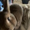 Buddy