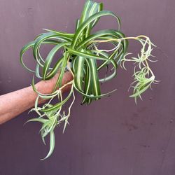 Curly Spider Plant In 4” Pot 