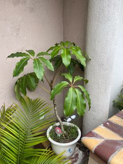 Beautiful Rare Autralian Schefflera Big Leaf Plant Tree Cây Ngũ Gia Bì Lá Lớn Úc Châu Cây Giữ Lộc 🎋