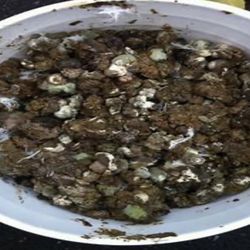 Buy Fresh Pigeon Manure One Bag For $10