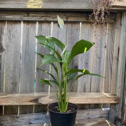 Indoor Peace lily Plant