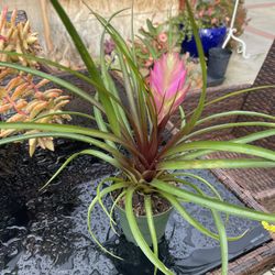 Tillandsia Bromeliad Plant