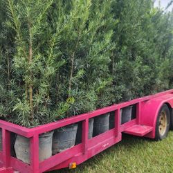 Spectacular Podocarpus Plants For Inmediate Privacy!!! 6 Feet Tall Measurements Over The Pot!!! Fertilized 