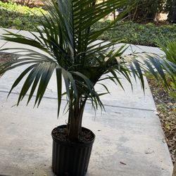 Palm plant