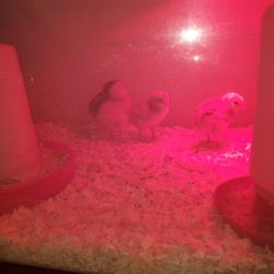 Fresh Eggs And Chick's 