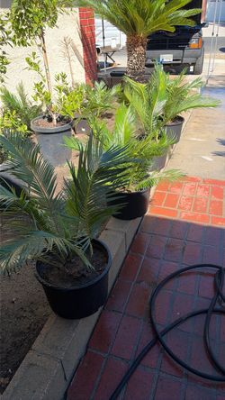 Potted Palm Trees – Set of 220
