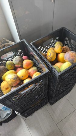 Mangoes Sweaty Good Quality.   0.70  Or 3x$2.00