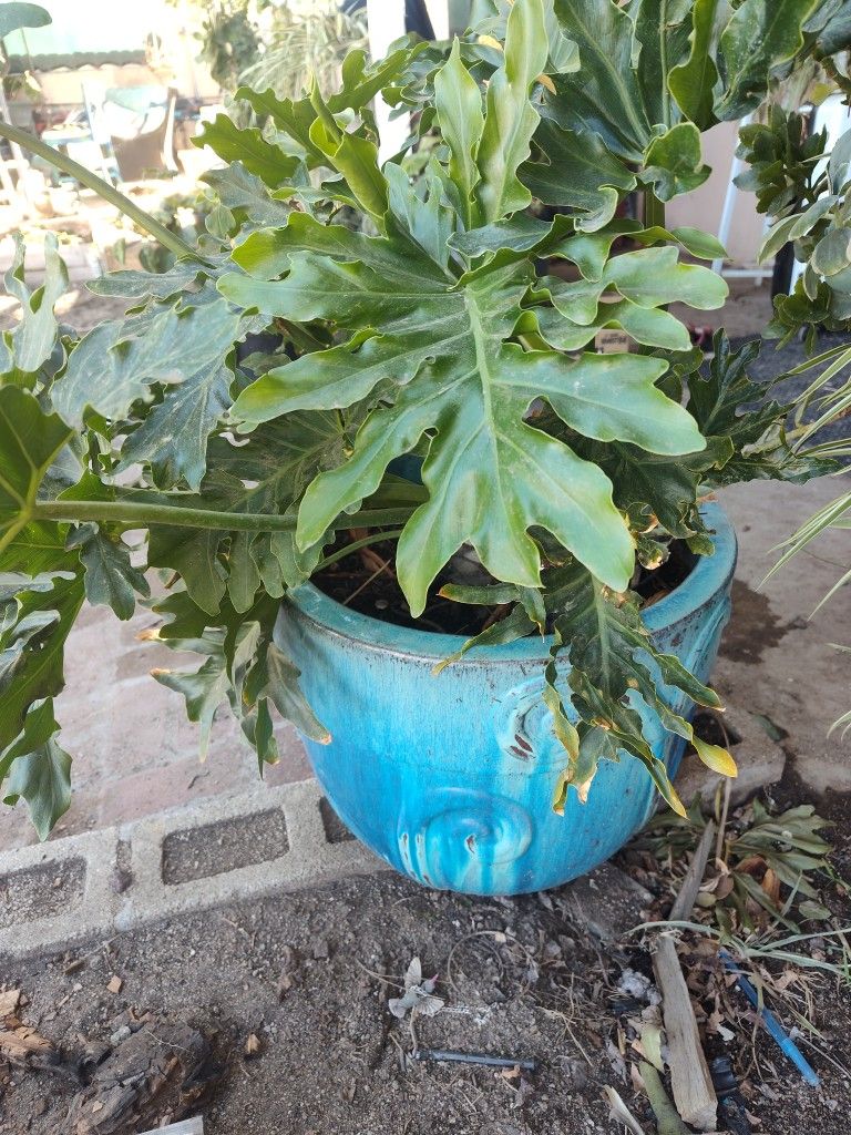 Big Beautiful Plant