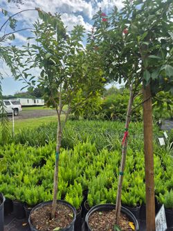 JATROPHA TREE 15 GALLONS