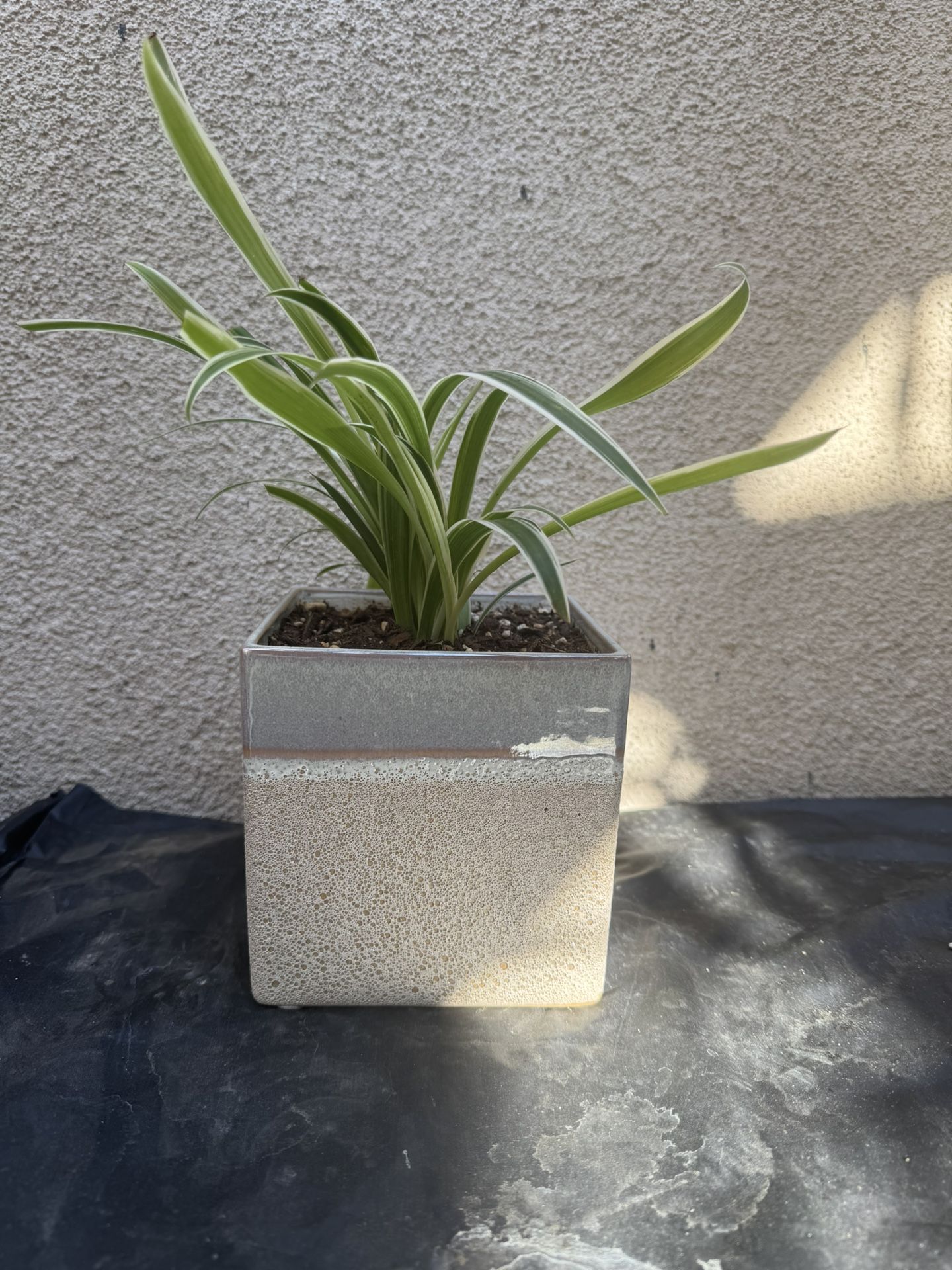 Spider Plant