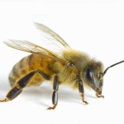Honey Bee removal