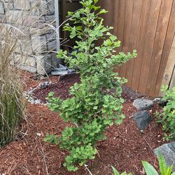 Ginkgo “Folders Select” Trees