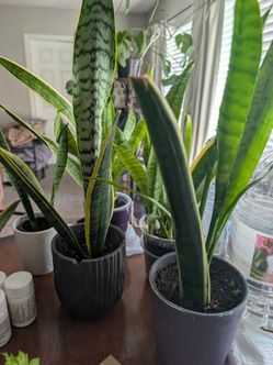 Various potted snake plants