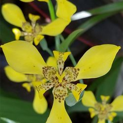 Yellow Walking Iris Plant