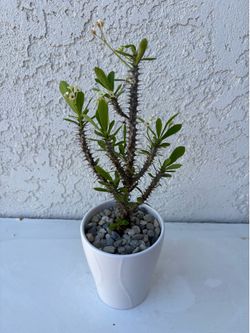 Crown of Thorns multicolor