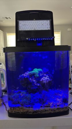 BioCube 26 Gallon Cycled Clowns Corals!