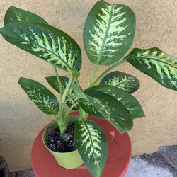 Diffenbachia Plants
