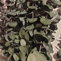 Dried Eucalyptus Branches 