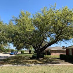 Tree trimming/ New grass