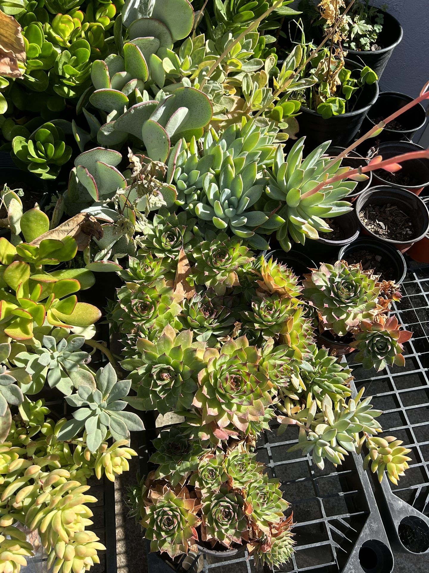 Various Succulents (READ DESCRIPTION) 2025