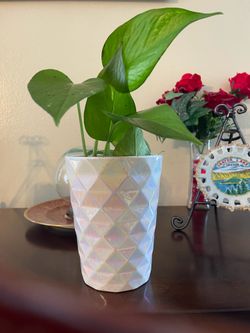 Planta para  adentro de la casa