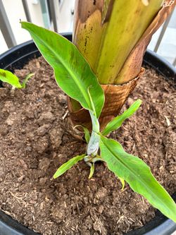 Banana Plant Pup - Dwarf Cavendish