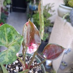 Small Syngonium Strawberry Ice Plant $13