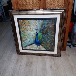Peacock Picture