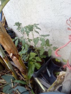 Tomato 🍅 plant
