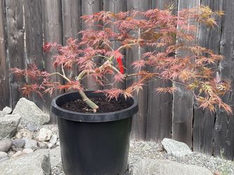 Orangeola Lace Leaf Japanese Maple