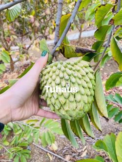 Geffner Atemoya Fruit Tree