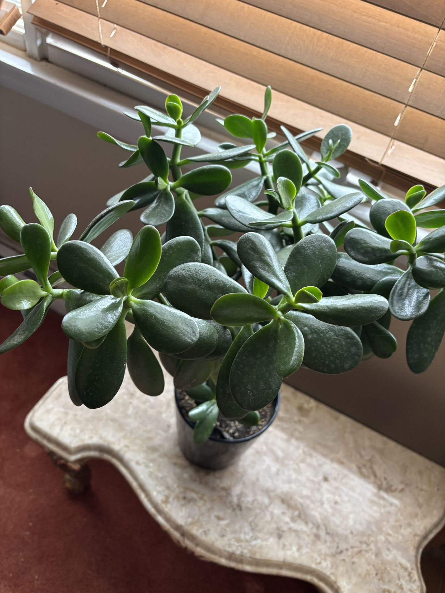 Jade Plant In Black Pot