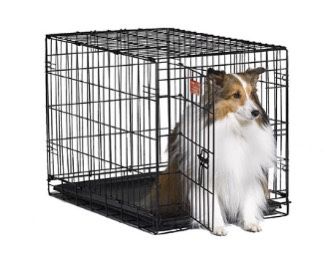 ICrate Dog Crate