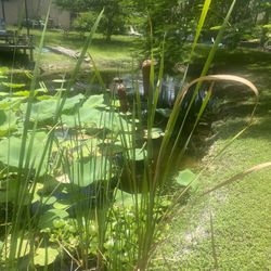 Live Cat tails For Your Pond Or Water Garden