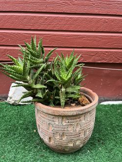 Aloe Vera Plant