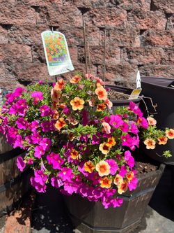 Flowers in pots
