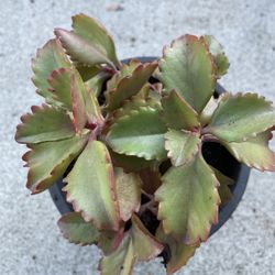 Tugela Kalanchoe 