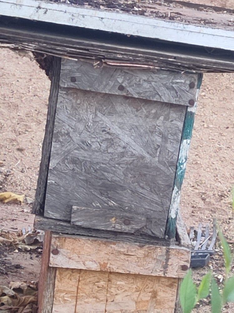 Bees