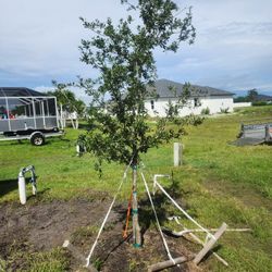 10 To 12 Feet Oak Trees 