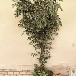 Big Tree 8 Ft