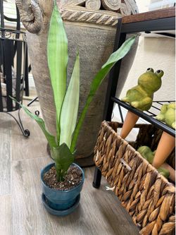 Live Moonshine Snake Plant with Ceramic Pot (Please read full description)
