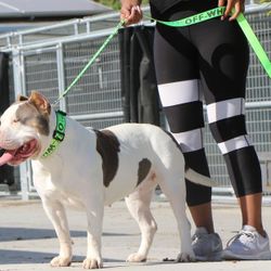 Offwhite Dog Leash And Collar 