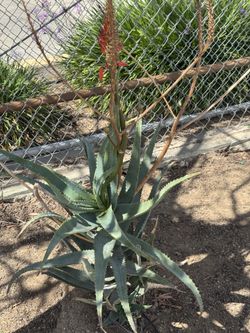 Plants 🪴 TODAY cheap