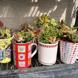 Valentine’s Day Succulent Arrangements 