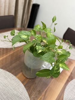 Pothos