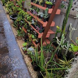 Plants - Succulent Cactus Jade Agave