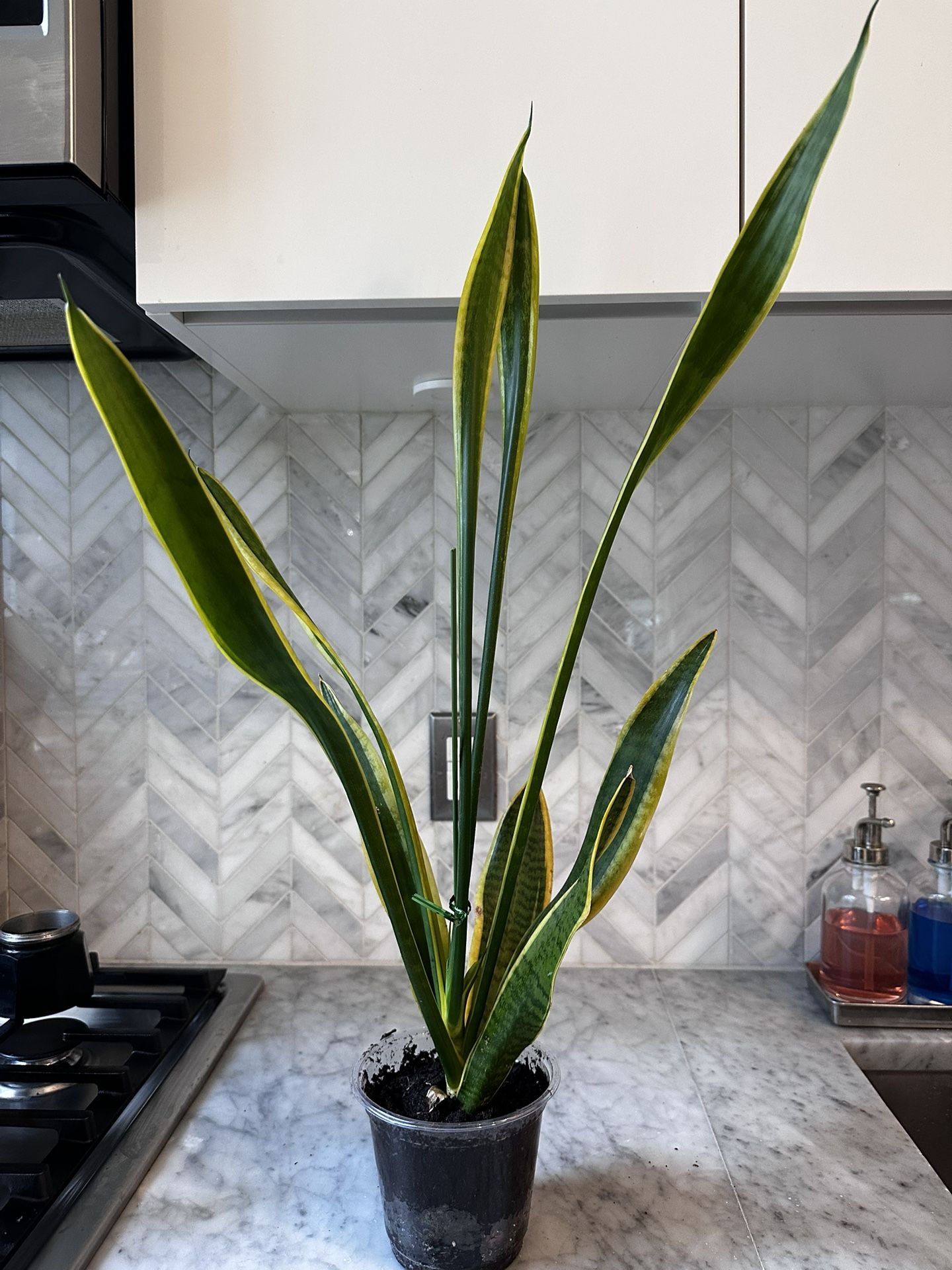 Snake Plant 6” In Planter Pot